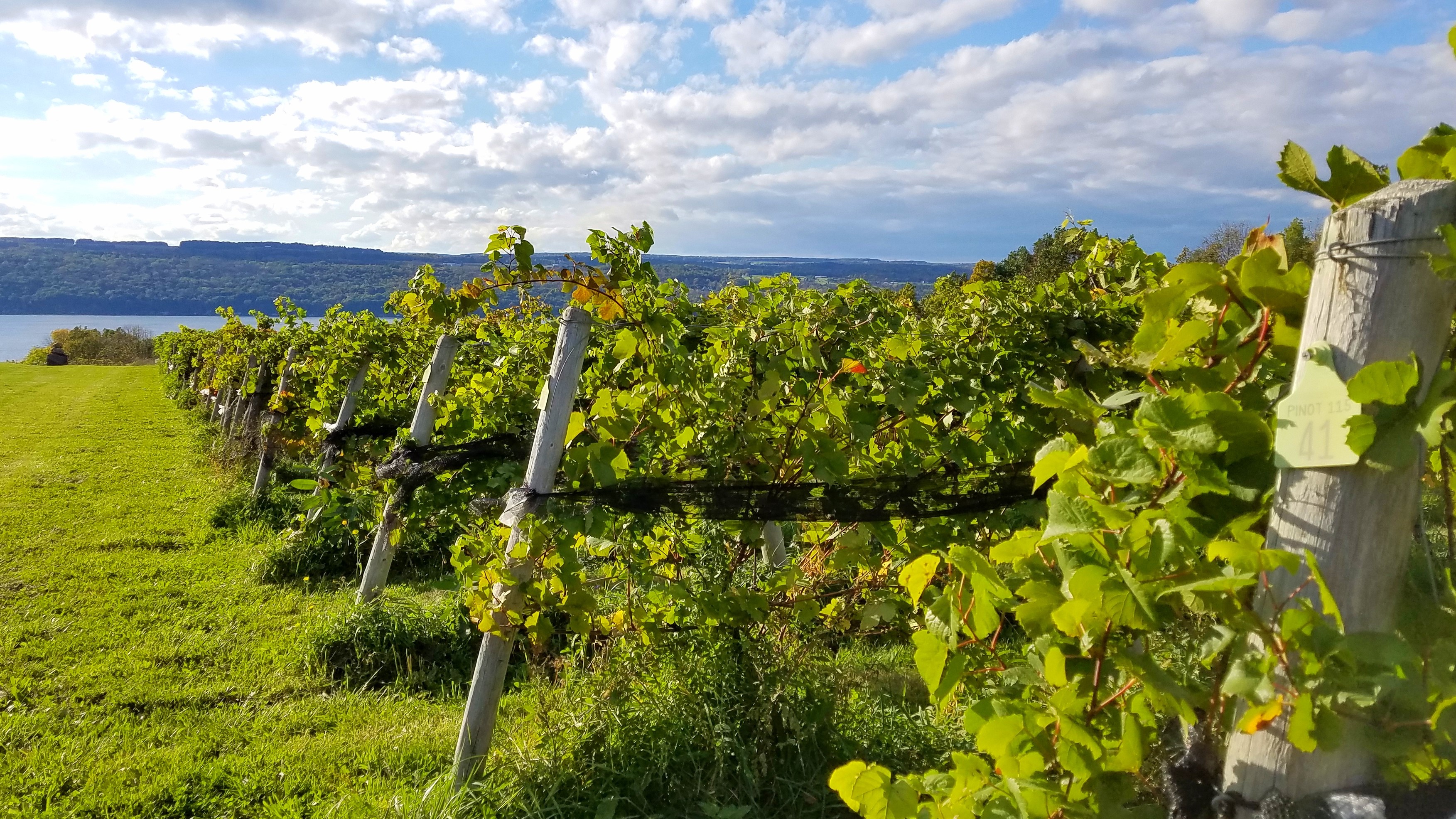 Vines at the Winery - Senior Trip to the Finger Lakes